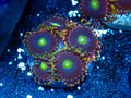Bonzo's Birthday Zoas